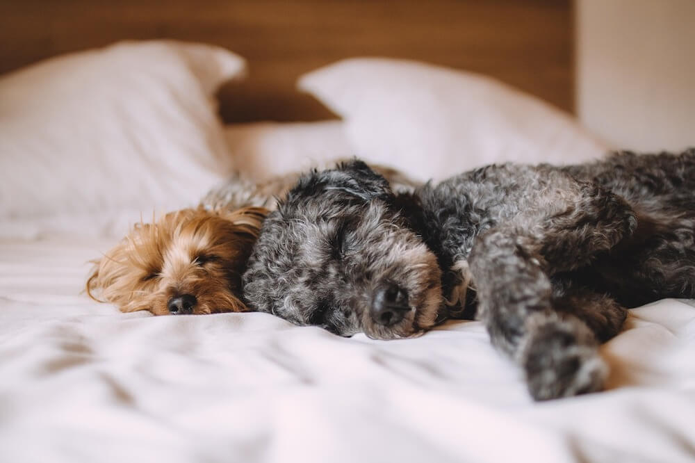 two small dogs sleeping on a bed